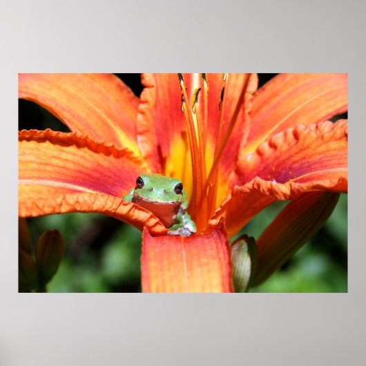 Poster Grenouille sur une fleur (Devant)