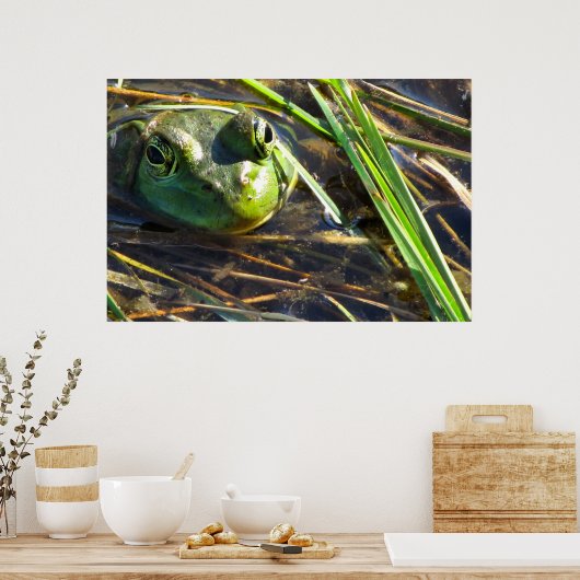 Poster Grenouille taureau (Cuisine)