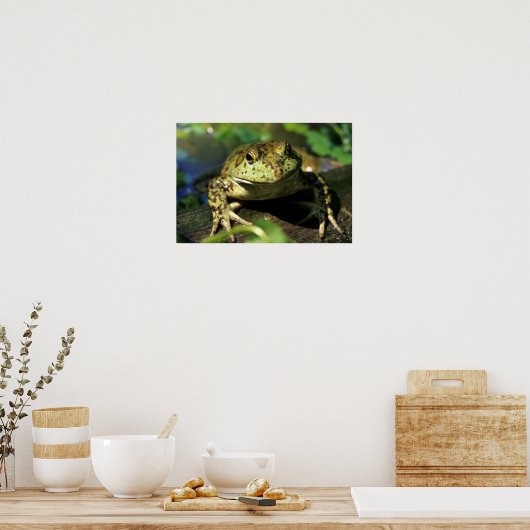 Poster Grenouille taureau. (Cuisine)