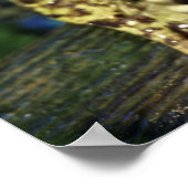 Poster Grenouille taureau. (Coin)