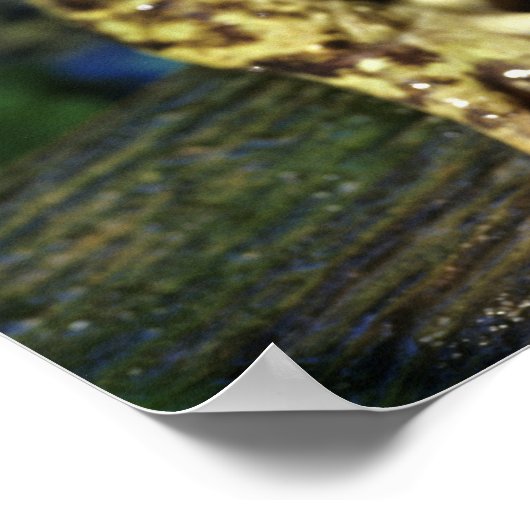 Poster Grenouille taureau. (Coin)