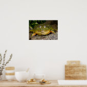 Poster Grenouille-taureau, Pyxicephalus (Cuisine)