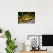 Poster Grenouille-taureau, Pyxicephalus (Bureau à domicile)
