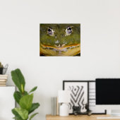 Poster Grenouille-taureau, Pyxicephalus (Bureau à domicile)