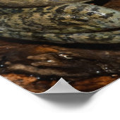 Poster Grenouille taureau, Rana catesbeiana (Coin)