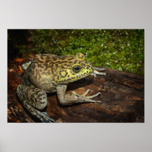Poster Grenouille taureau, Rana catesbeiana