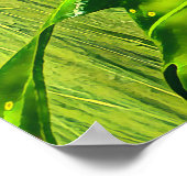 Poster Grenouille verte Grenouille australienne (Coin)