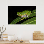 Poster Grenouille verte (Hyla cinerea) 2 (Cuisine)