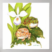 Poster Grenouilles à cornes (Devant)