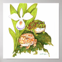 Grenouilles à cornes