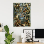 Poster Grenouilles de Haeckel (Bureau à domicile)