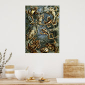 Poster Grenouilles de Haeckel (Cuisine)