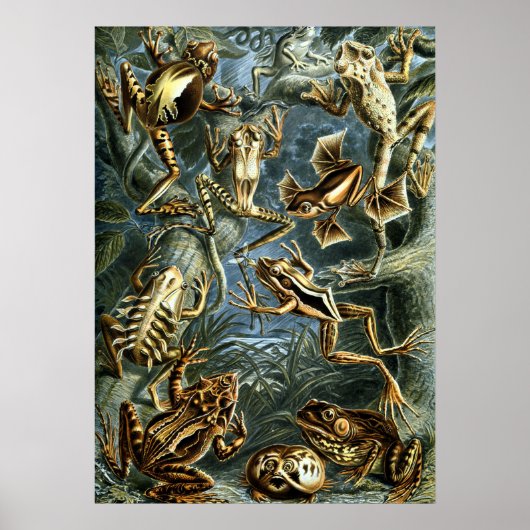 Poster Grenouilles vintages par Ernst Haeckel (Devant)