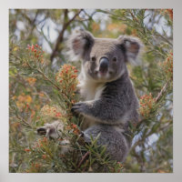 Grevillea Koala Bear,