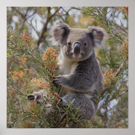Poster Grevillea Koala Bear, (Devant)