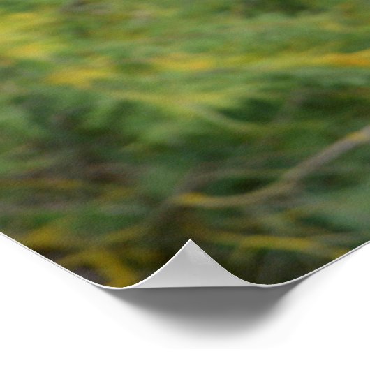 Poster Grey bird (Coin)