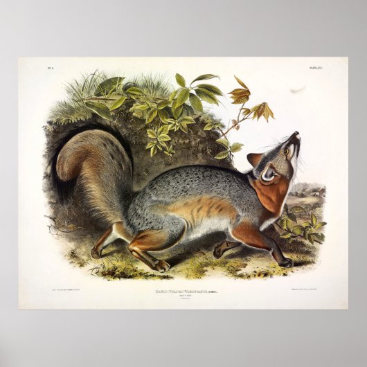 Poster Grey Fox / Grey Fox Audubon's American Quadrupeds (Devant)