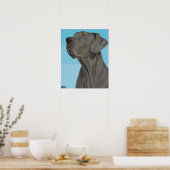 Poster Grey Great Dane regarde vers le haut sur Arrière - (Cuisine)