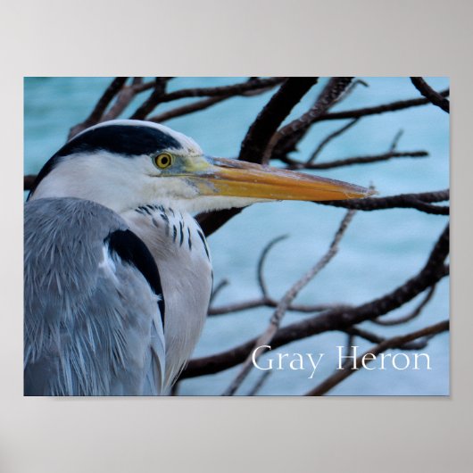 Poster Grey Heron (Devant)