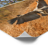 Poster Grey Heron Collage (Coin)