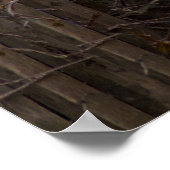 Poster Grey-White Angora Cat (Coin)