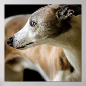 Poster Greyhound Dog (Devant)