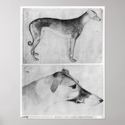 Poster Greyhound et tête d'un greyhound (Devant)