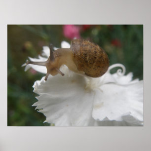Poster Grille de jardin et carnation blanche