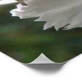 Poster Grille de jardin et carnation blanche (Coin)