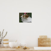 Poster Grille de jardin et carnation blanche (Cuisine)