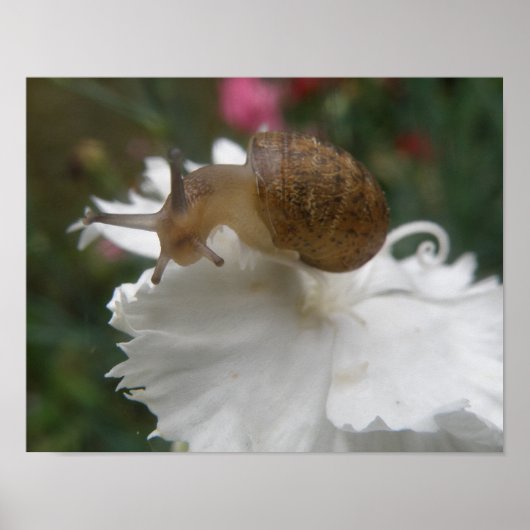 Poster Grille de jardin et carnation blanche (Devant)