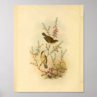 Poster Grille-mouche blanche Vintage Imprimer