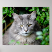 Poster Gris (Devant)