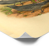 Poster Gris Bruijn's Cuckoo Shrike Bird Imprimer Vintage (Coin)