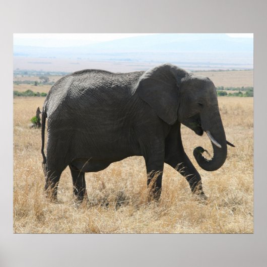 Poster gris éléphant (Devant)