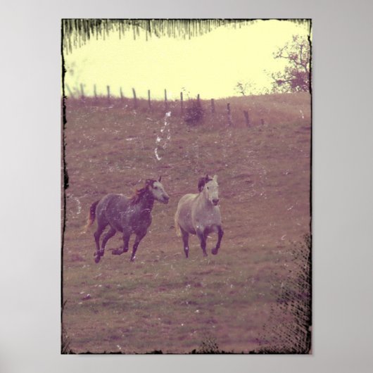 Poster Gris Gallop (Devant)