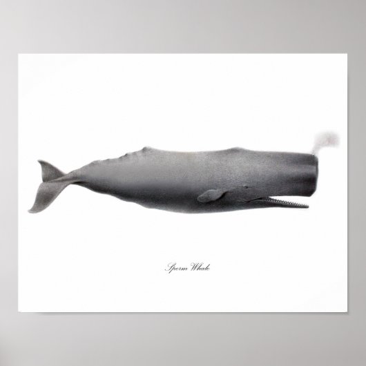 Poster Gris Photographie d'art noir et blanc Sperm Whale  (Devant)