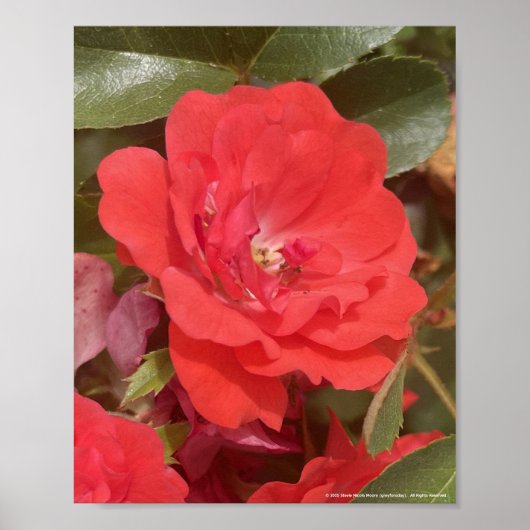 Poster gris pour une journée Imprimé floral rouge (Devant)