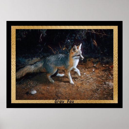 Poster Gris Prêt Fox (Devant)