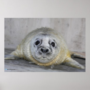 Poster Gris Sceau cueilli