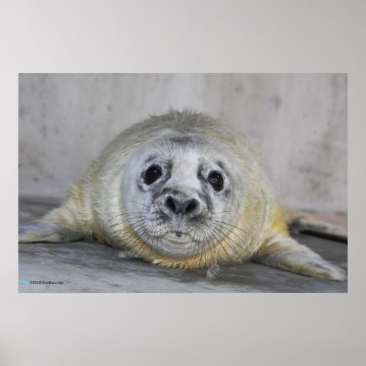 Poster Gris Sceau cueilli (Devant)