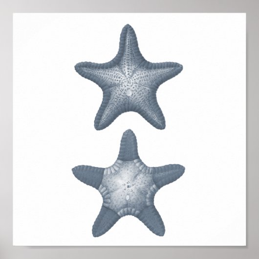 Poster Gris Vie marine Group12A imprimer #10 Starfish (Devant)