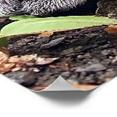 Poster GrisBébé (Coin)