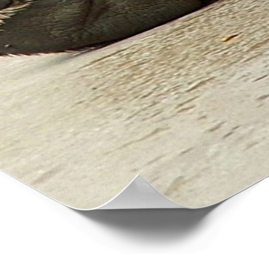 Poster Grizzly Bear (Coin)