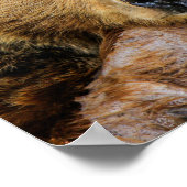 Poster Grizzly Bear (Coin)