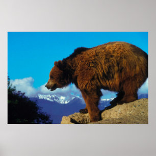 Poster Grizzly Bear