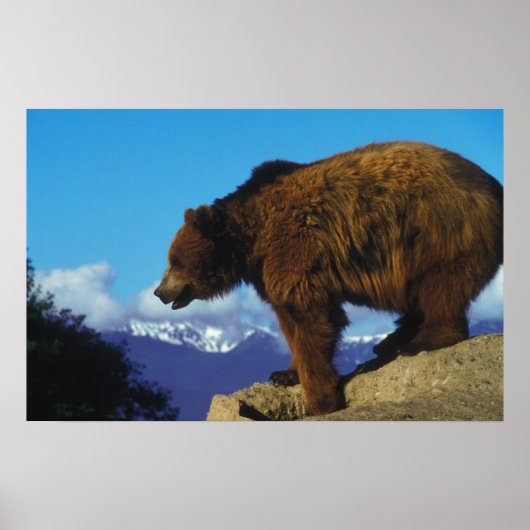 Poster Grizzly Bear (Devant)