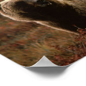 Poster grizzly Bear (Coin)