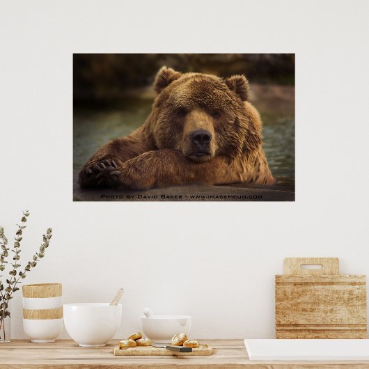 Poster Grizzly Bear (Cuisine)
