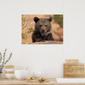 Poster Grizzly Bear Cub (Cuisine)